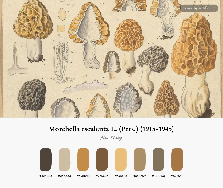 HEX color palette extracted from Morchella esculenta L. (Pers.) (1915-1945)-palette by Hans Walty
