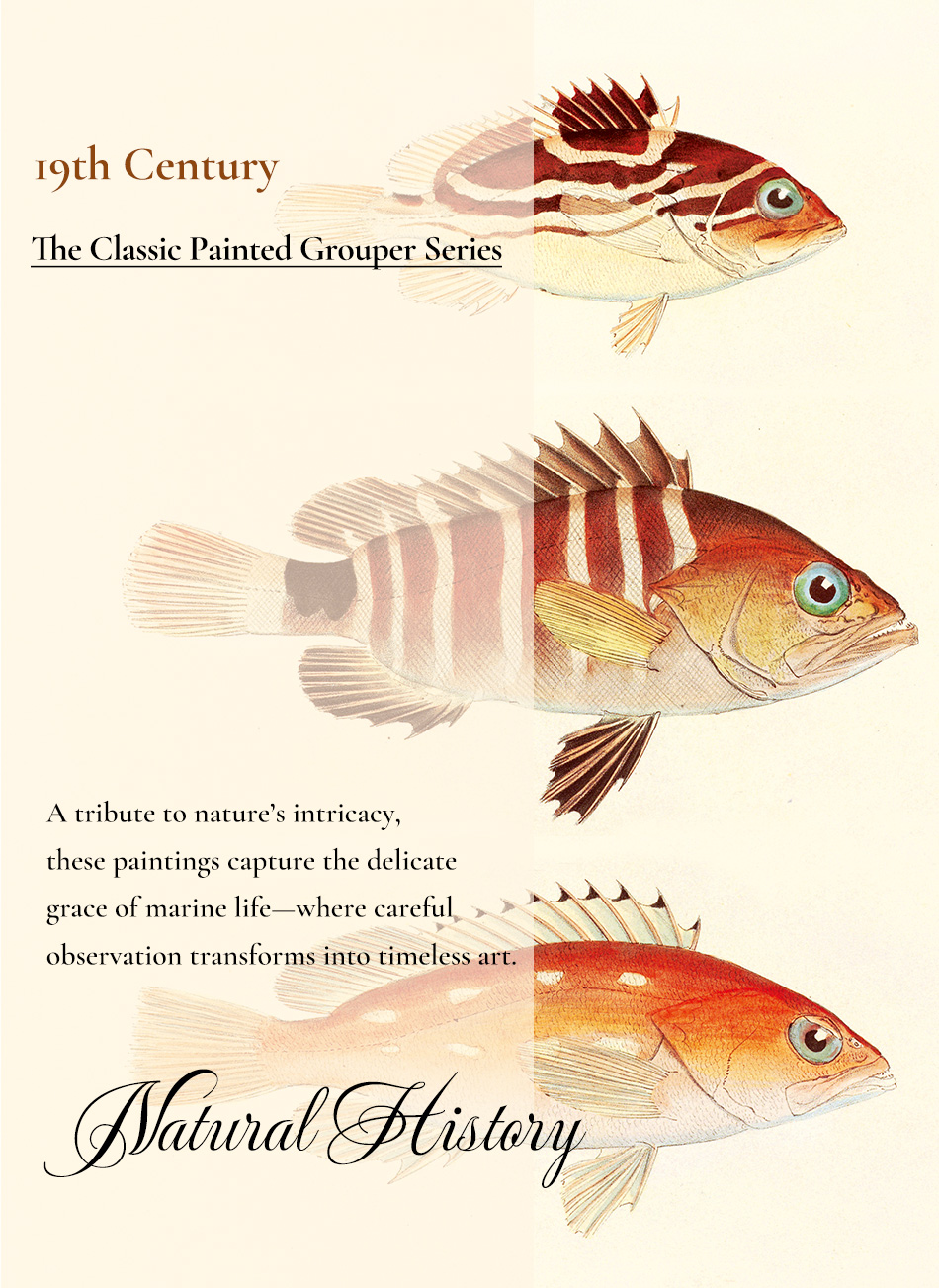The Classic Painted Grouper Series01