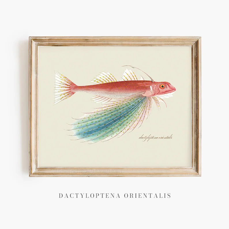 Dactyloptena Orientalis:A Vintage Portrait of the Flying Gurnard Vintage Fish Print
