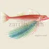 Dactyloptena-Orientalis-full by Zartify