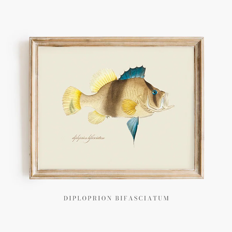 Diploprion Bifasciatum: A Rebirth from 19th-Century Natural History