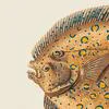 Pleuronectes-Argus-d1 by Zartify