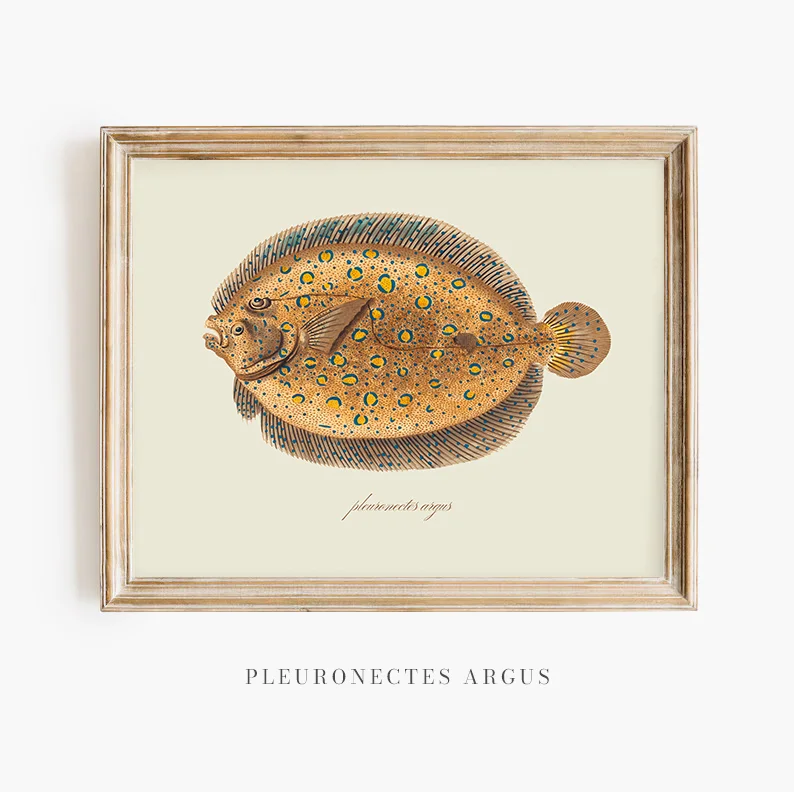 Pleuronectes Argus – The Argus-Flounder, Vintage Scientific Illustration