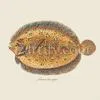 Pleuronectes-Argus-full by Zartify