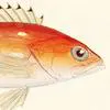 The-Classic-Painted-Grouper-Series-d1 by Zartify