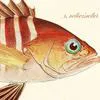 The-Classic-Painted-Grouper-Series-d2 by Zartify