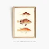 The-Classic-Painted-Grouper-Series-frame by Zartify