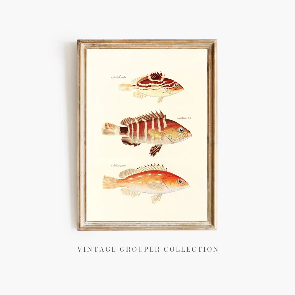 19th Century The Classic Painted Grouper Series Vintage Fish Print