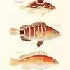 The-Classic-Painted-Grouper-Series-full by Zartify