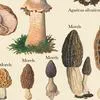 Vintage-Mushrooms-d1 by Zartify