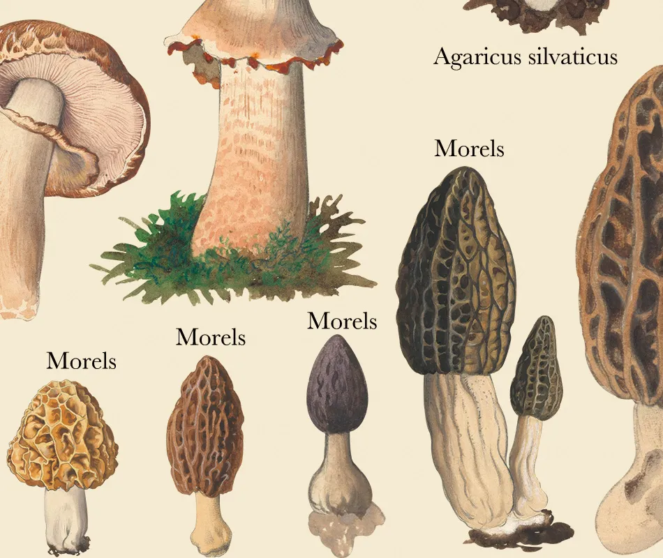 Vintage Mushroom Compendium: A Botanical Masterpiece