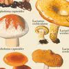 Vintage-Mushrooms-d2 by Zartify