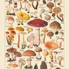 Vintage-Mushrooms-full by Zartify